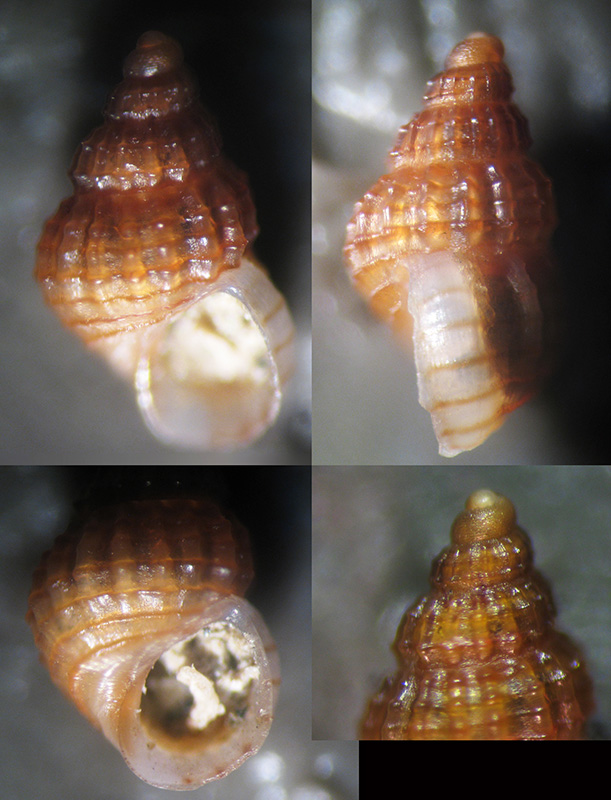 Alvania lineata?